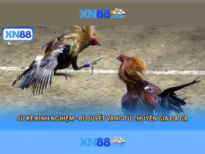 xn88: Nền tảng chơi game trực tuyến và cá cược an toàn