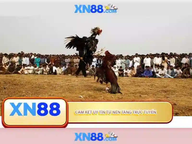 Kinh nghiệm người chơi trên xn88\n Kinh nghiệm người chơi trên xn88\n