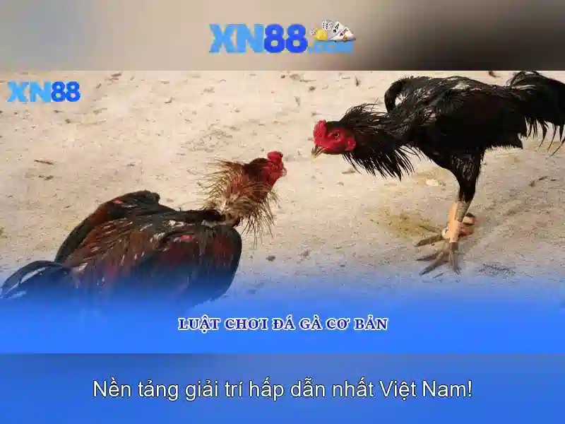 Giới thiệu về XN88